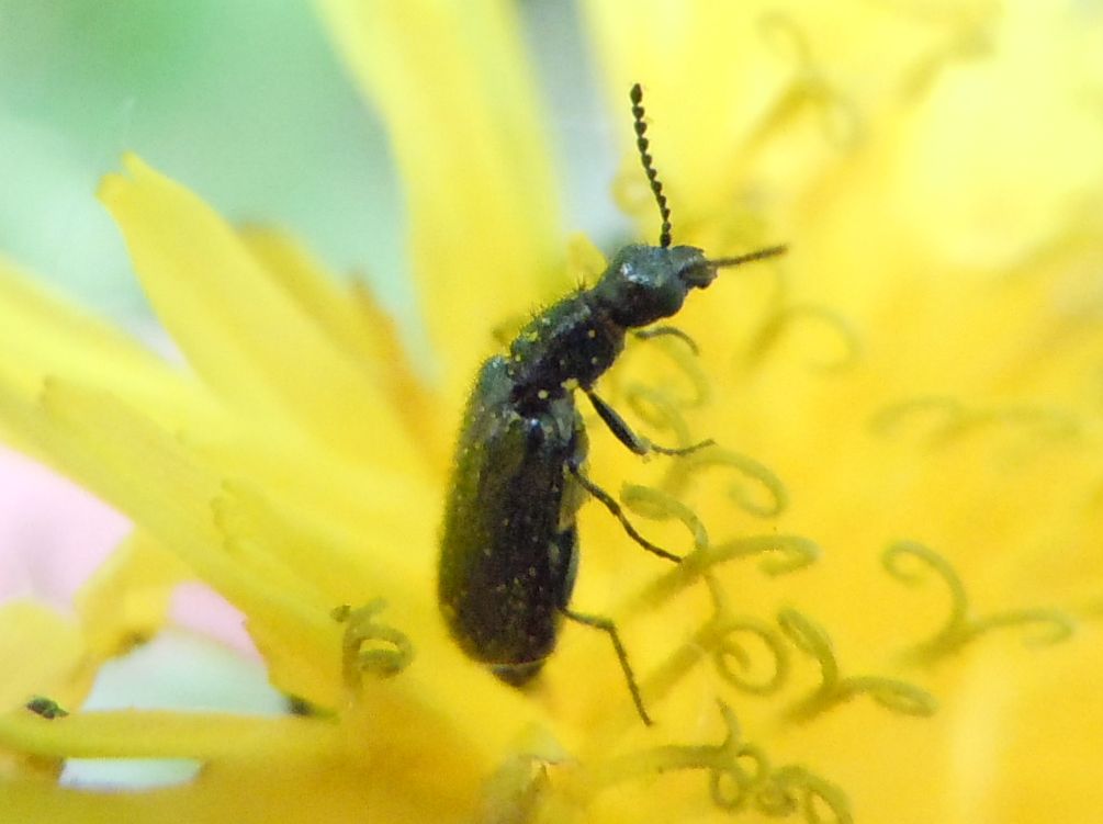 Dasytes sp.?